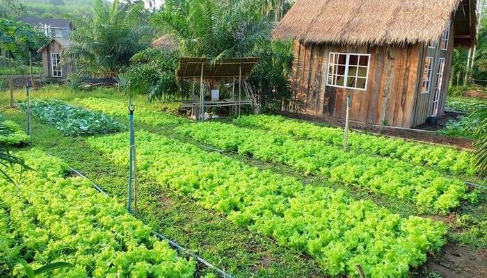 Dieu Kien Chuyen Doi Dat Vuon Sang Dat O